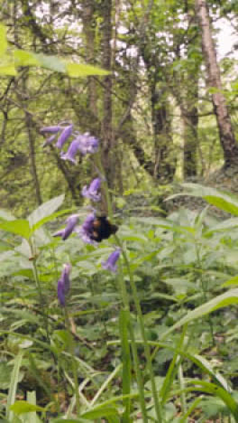 Vertikales-Video-Nahaufnahme-Biene-Glockenblumen-Sammeln-Nektar-Britische-Landschaft